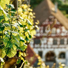 Load image into Gallery viewer, 2023 Riesling Kabinett, "Pfeffer"