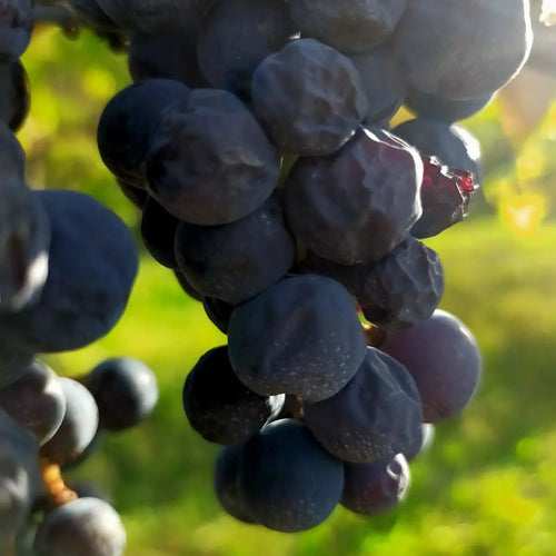 2022 Merlot