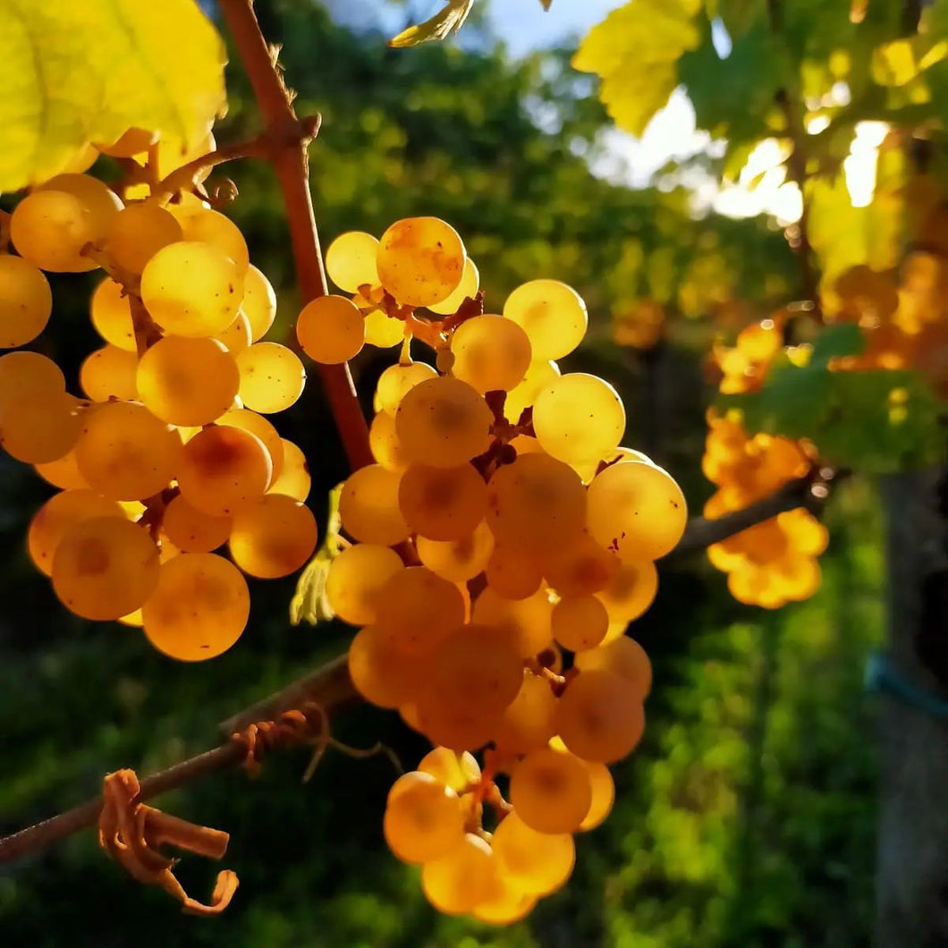 2022 Rebula (amber)