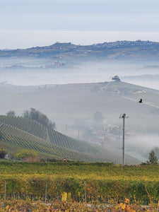 2012 Gattera, Barolo DOCG