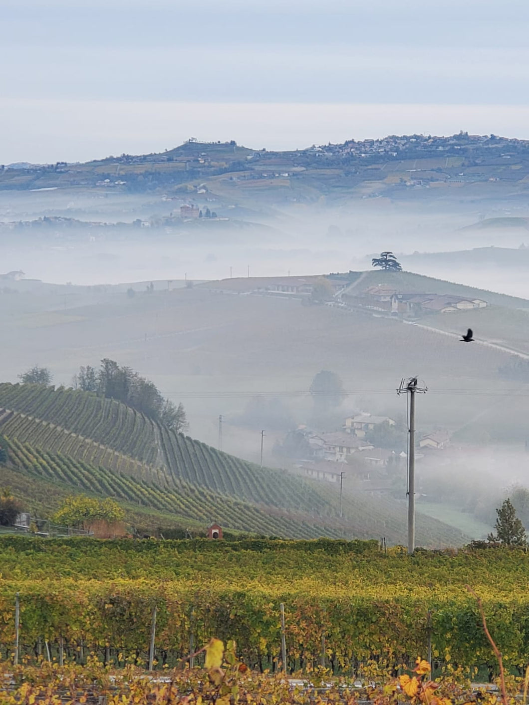 2013 Gattera, Barolo DOCG