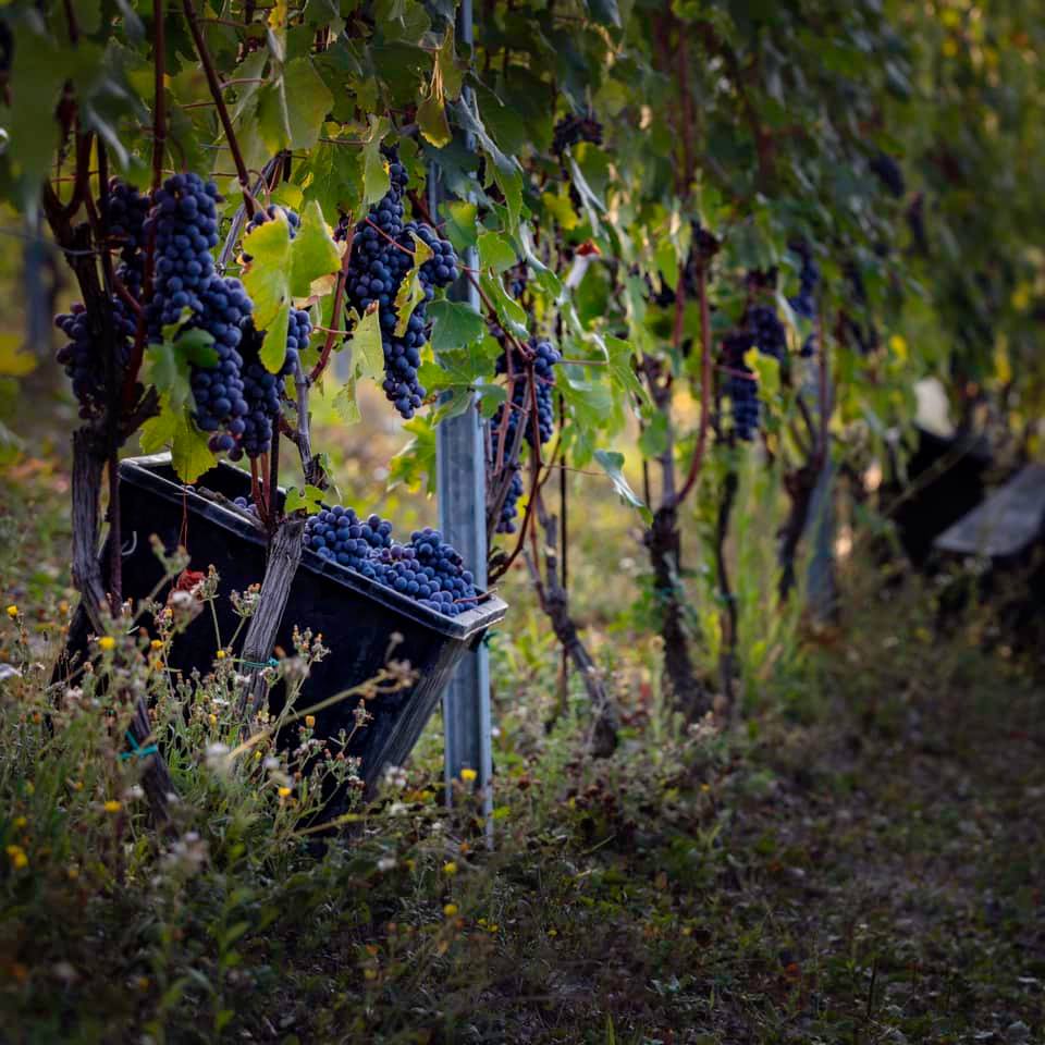 2020 'Bordini' Barbaresco DOCG