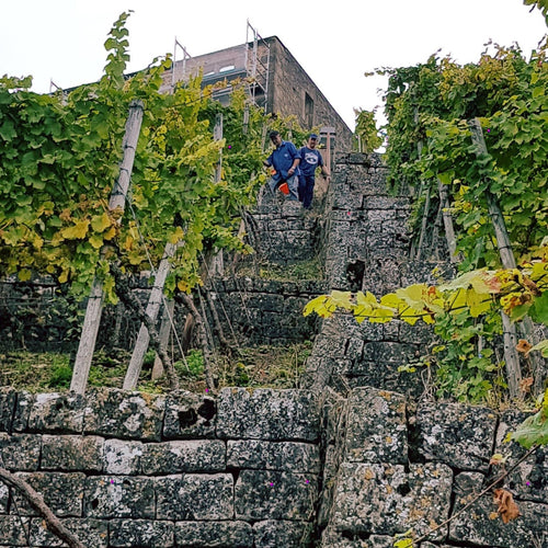 2020 Lemberger, Gehrnhalde GG (Red Wine)