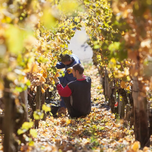 2022 Riesling, 'Fass 13' Feils GG